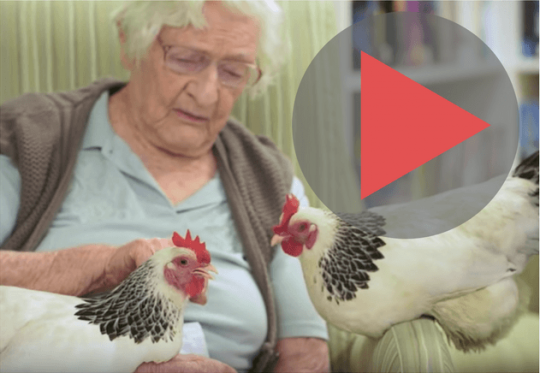 Elderly woman with two chickens